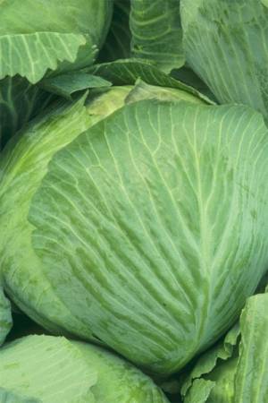 Капуста белокочанная Подарок
