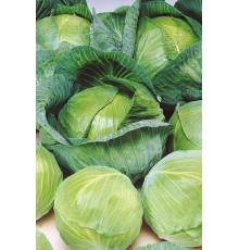 Капуста белокочанная Парел F1