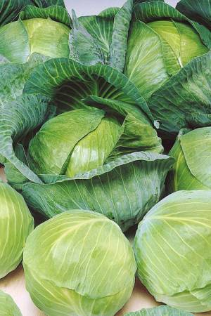 Капуста белокочанная Парел F1