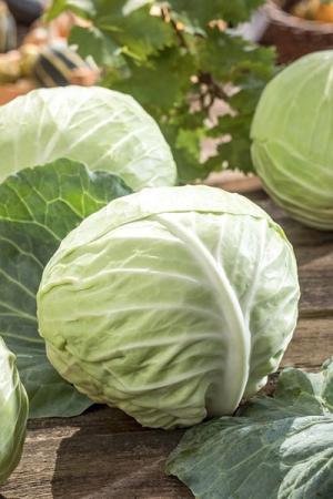 Капуста белокочанная Слава 1305