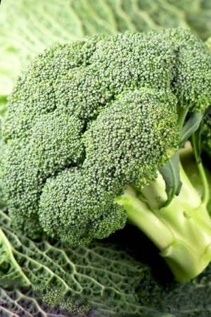 Капуста брокколи Бести F1
