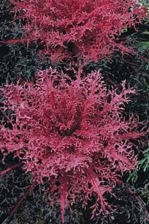 Капуста декоративная Красный павлин F1