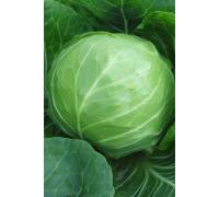 Капуста белокочанная Профессор F1
