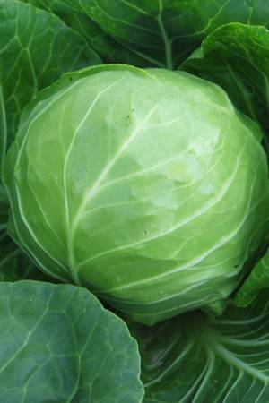 Капуста белокочанная Профессор F1