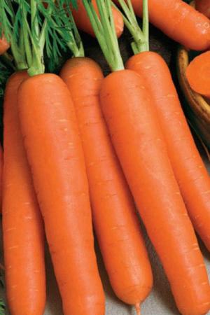 Морковь Кардинал F1 