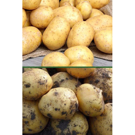 Купить семена картофеля Фермер с доставкой по почте в интернет магазинеAgrosemena.by