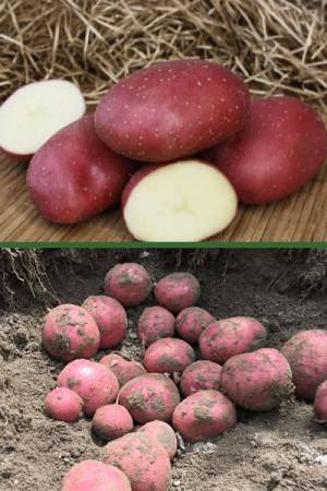 Картофель Маяк