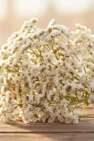 Кермек татарский Белый