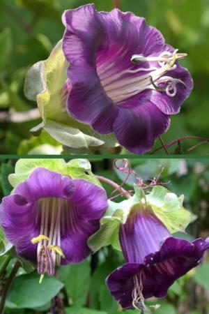 Кобея цепкая Фиолетовая