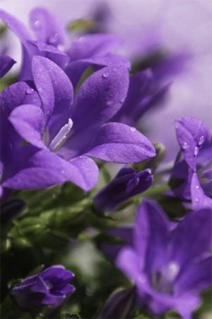 Колокольчик сборный Фиолетово-синий - подарок