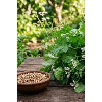 Кориандр посевной Душистый 100 гр