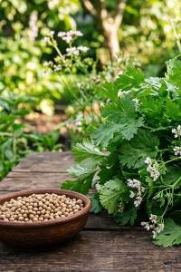 Кориандр посевной Душистый 100 гр