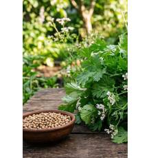 Кориандр посевной Душистый 100 гр