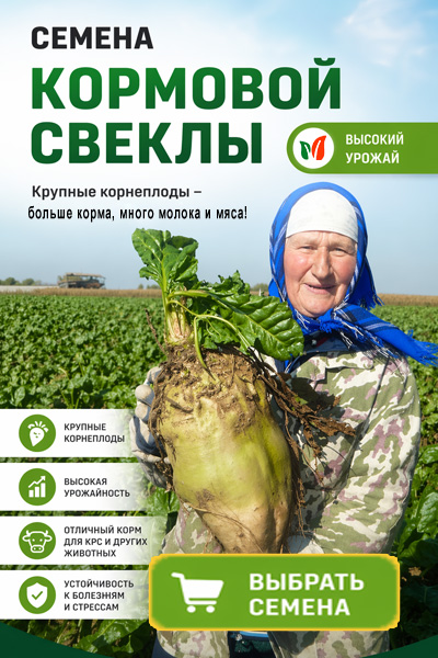 Семена кормовой свеклы