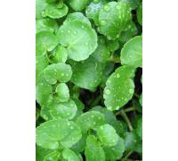 Кресс-салат Данский