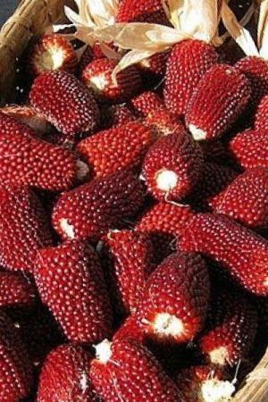 Кукуруза Земляничная