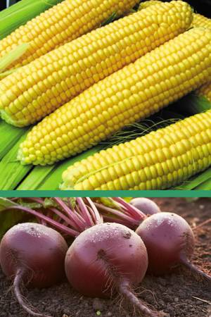 Кукуруза сахарная Ранняя лакомка 121 - 4 гр | Свекла Прыгажуня - 3 гр