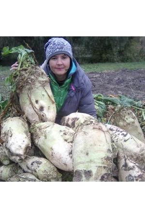 Кормовая свекла сорт Лада (200 грамм)