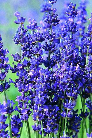 Лаванда Лазурная