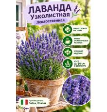 Лаванда узколистная Лекарственная