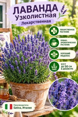 Лаванда узколистная Лекарственная