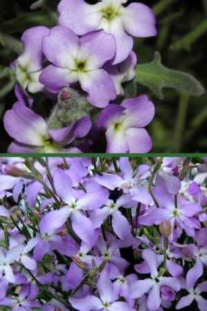 Маттиола Царица ночи 0.2 гр