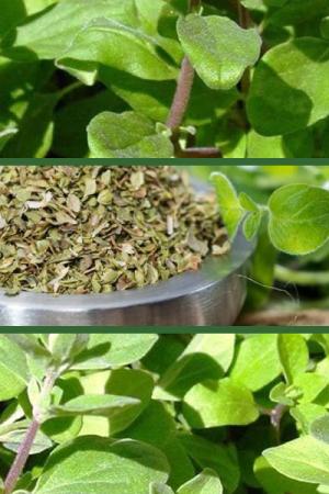 Майоран Лакомка