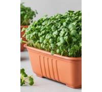 Микрозелень Брокколи микс