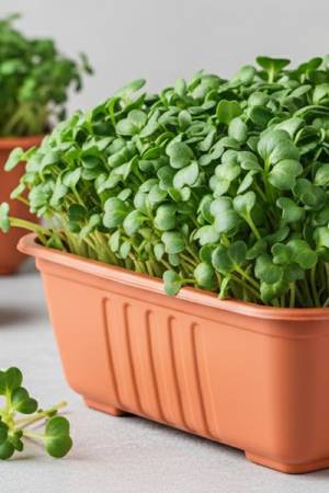 Микрозелень Брокколи микс