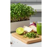 Микрозелень Кольраби микс