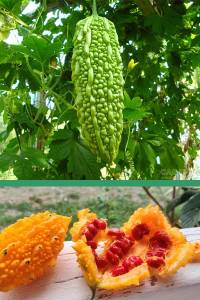 Момордика Индийский гранат