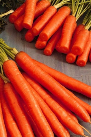 Морковь Амстердамская  - 6 гр