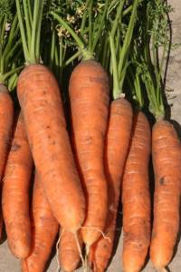 Морковь Самсон
