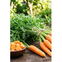 Морковь Берликумер 2 столовая 100 гр