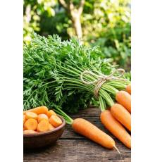 Морковь Берликумер 2 столовая 100 гр