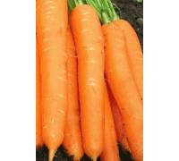 Морковь Бермуда F1