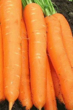 Морковь Бермуда F1