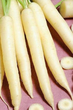 Морковь Чаровница сахарная