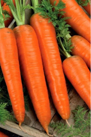 Морковь Длинная красная