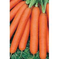 Морковь Голландка столовая 100 гр