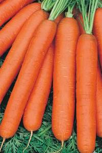 Морковь Голландка столовая 100 гр