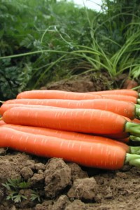Морковь Намур F1-0.3 гр