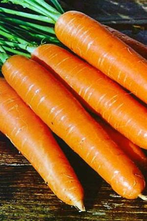 Морковь Натофи 