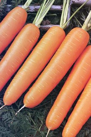 Морковь Найроби F1