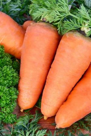 Морковь Шантане королевская 