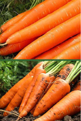 Морковь Супер Мускат 