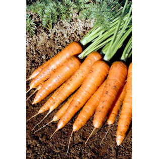 Морковь Варвара