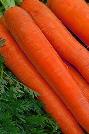 Морковь Витаминная 6 столовая