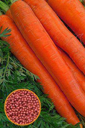 Морковь Витаминная в гранулах 300 шт