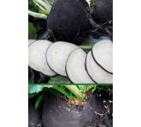 Редька Негритянка